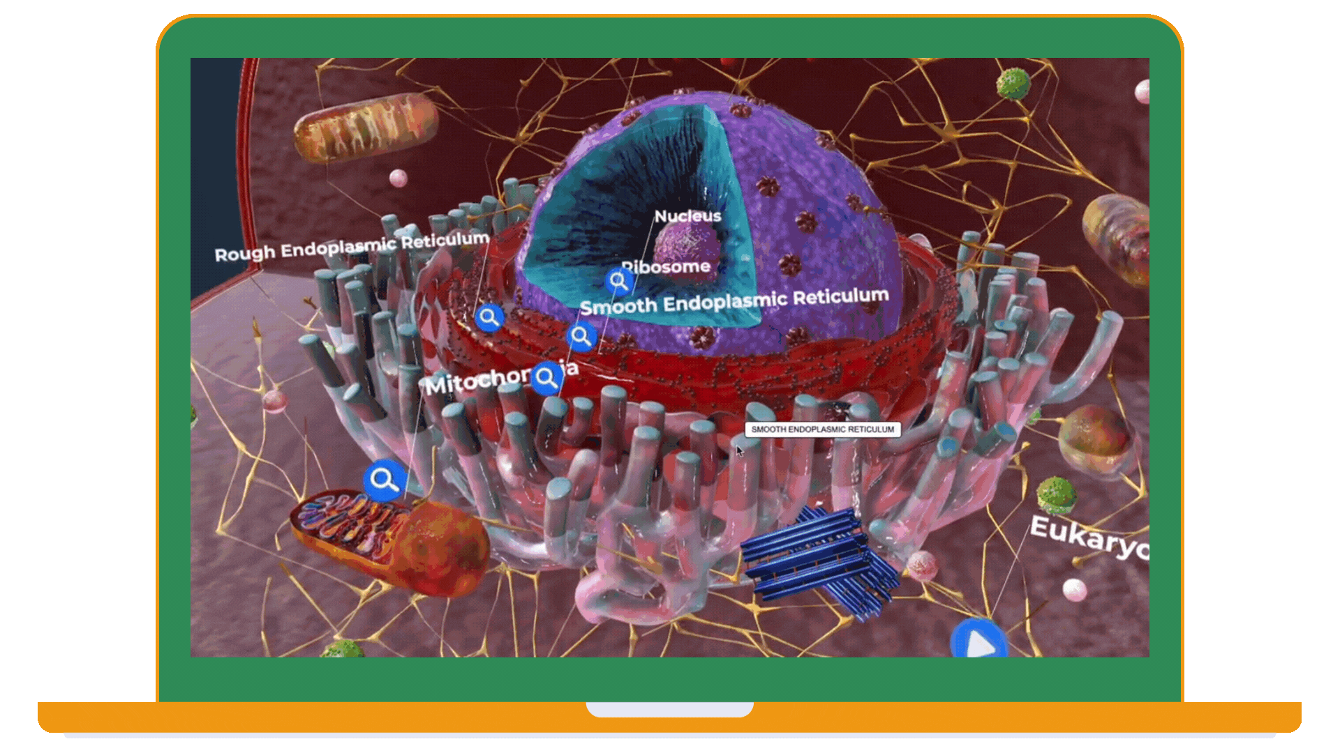 3D Interactive Cell Model
